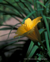 Yellow day lily